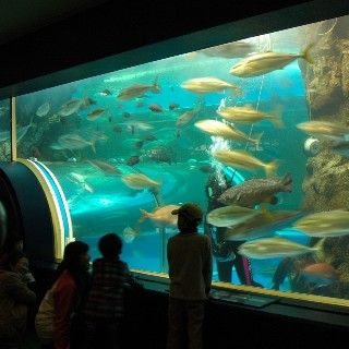 No.599-1:現存する国内最古の魚津水族館　リニューアルオープン！