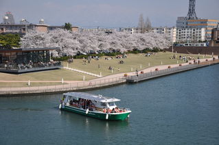 No.601-1:桜舞うなか、富岩水上ラインで趣のある運河クルーズへ