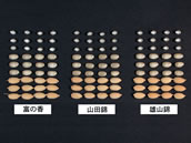 No.339-1:高級酒醸造向けに、酒米の新品種「富の香」開発