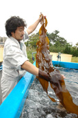 No.482-1:昆布消費量日本一の富山から! 富山湾で昆布の促成養殖実験スタート