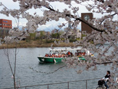 No.498-1:富岩水上ライン、お花見・GW・お盆・おわら運航も